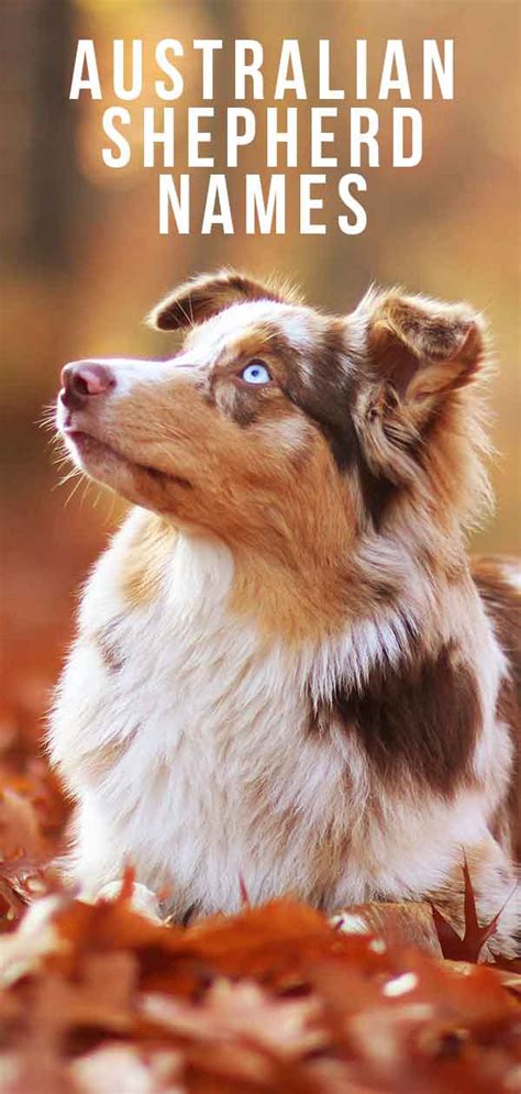 Australian shepherd names. Things To Know About Australian shepherd names. 