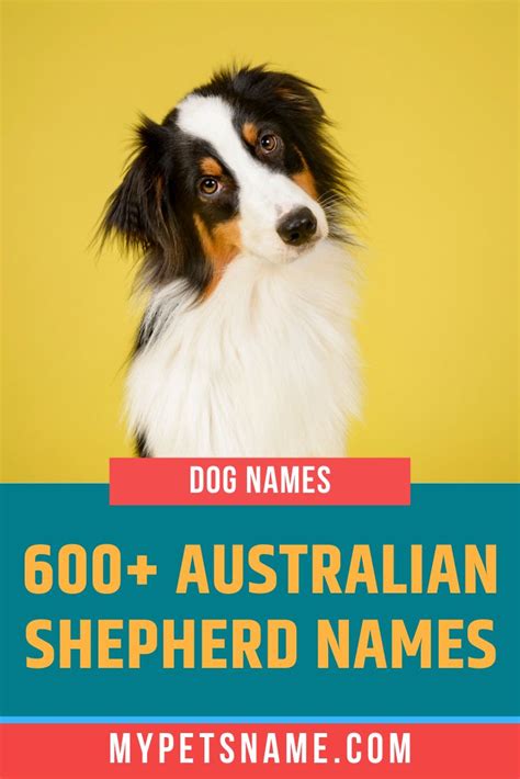 The Australian Shepherd (sometimes known as the Aussie Dog) was first seen the 19th Century in South Western America. Their misleading name comes from their origin, as the ancestors of this breed came to America via Australia. A favorite of ranch workers, these working dogs Continue Reading →. Australian shepherd names
