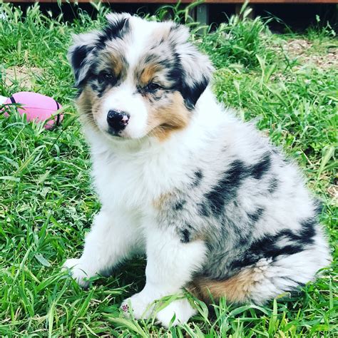 Australian shepherd puppy sale. The Australian Shepherd, a lean, tough ranch dog, that can be closely associated with the cowboy's herding dog of choice or a great family-focused dog. They are a medium-sized worker with a keen, penetrating gaze in the eye. Aussie coats offer different looks, including merle (a mottled pattern with contrasting shades of blue or red). ... 