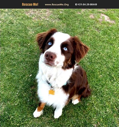 Details / Contact. 8 of 30. Australian Shepherd. HALF THE FEE TO RESCUE ME, Pete is a sweet dog, and although older, is lively and joyful. He is fully vaccinated... » Read more ». Pinal County, San Manuel, AZ. Details / Contact.. 