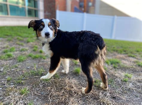 How to get a puppy. To contact Cranberry Hill Aussies, request info about one of their puppies or submit an application. Then, you'll be able to start chatting with Cranberry Hill Aussies. Price$2,800 - $3,400. Go Home Date9 Weeks After Birth.. 