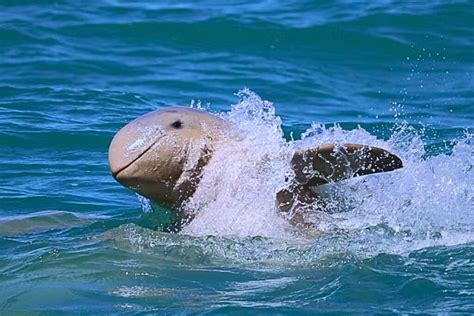 Australian snubfin dolphin - Whale & Dolphin Conservation USA