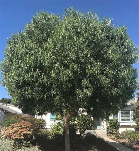 Australian willow tree. A Tree Selection Guide. SEARCH PACIFIC ISLANDS. SEARCH CHARACTERISTICS. SEARCH TREE LISTS. APPRAISALS. 
