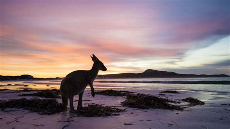 Australien urbefolkning