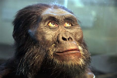 Australopithecus - Australopithecus robustus and …