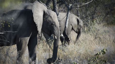 Austrian tourist killed by elephant in Namibia Lifestyle ...