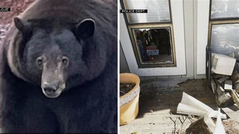 Authorities capture suspects in California home break-ins: a mama bear and three cubs
