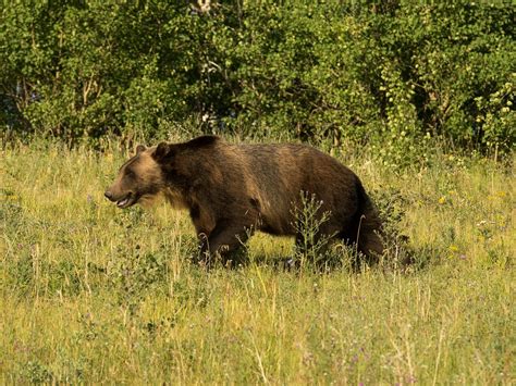Authorities search for grizzly bear that mauled a Montana hunter