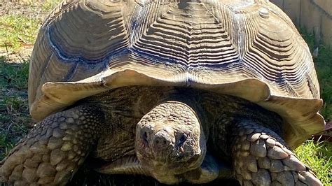 Authorities trying to reunite 100-pound tortoise with owners