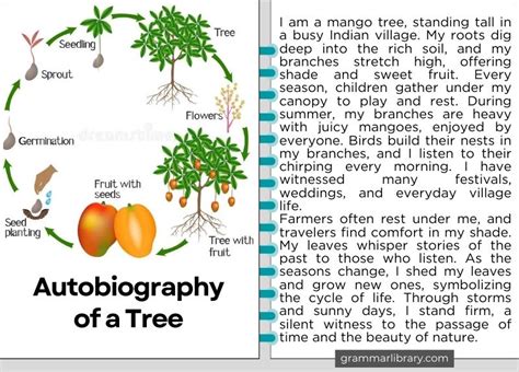 Autobiography of tree in 1500 words typed