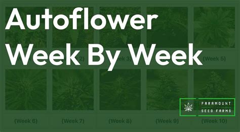 Autoflower week 14.  The flowering stage is usually characterized by plenty of white . ...