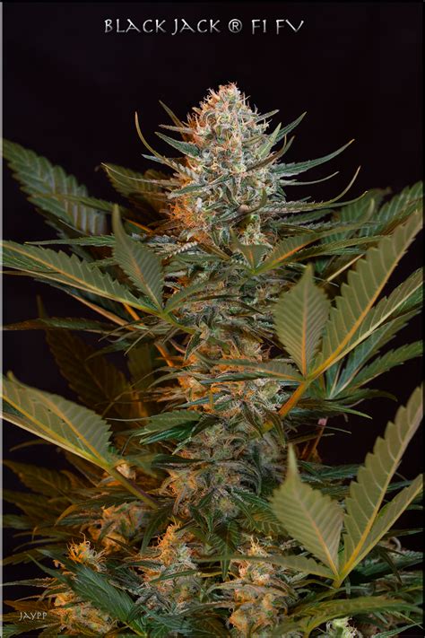 Autoflowernetwork. The Autoflower Network ( https://www.autoflower.org) is the largest online community resource available in the world for information on cultivation techniques and general information on autoflowering cannabis! 