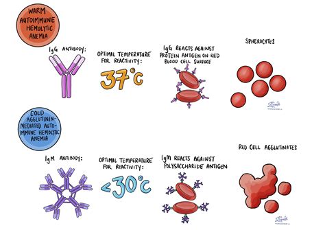 Autoimmune hemolytic anemia with both cold and warm …