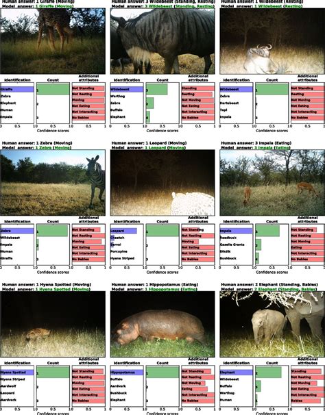 Automatically identifying, counting, and describing wild animals …