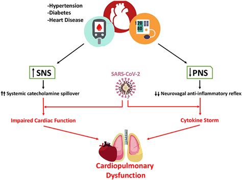 Autonomic dysfunction following COVID-19 infection: an early