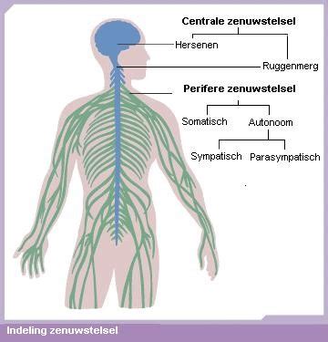 Autonoom zenuwstelsel - Wikipedia