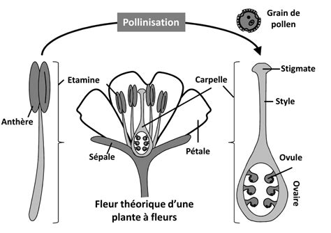 Autopollinisation — Wikipédia