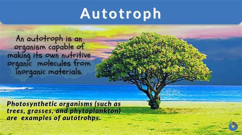 Autotroph - Definition, Types and Exampl…