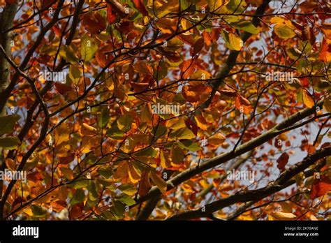 Autum Onlyfans Leak
