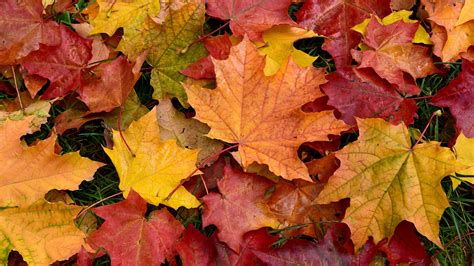 Autum leafs. There are several reasons why leaves change color in the fall, but the most significant contributing factors are shorter daylight hours and longer nighttime hours, and how those factors affect the ... 