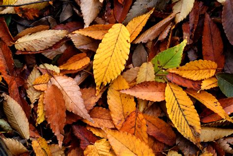 Autum leaves. Things To Know About Autum leaves. 