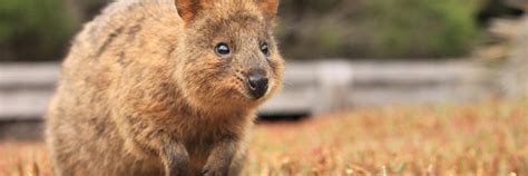 Autumn Animal Encounters Destination Perth