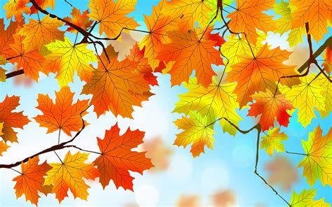 Autumn leaves. Relax all day and enjoy an enchanting journey into the seasonal wonders of Autumn as seen from various natural paradises from around the world, paired to soo... 
