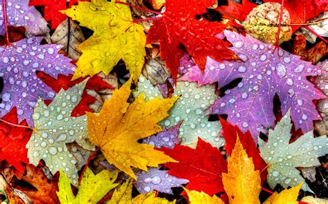 Autumn leaves autumn leaves. Nov 18, 2019 - Every leaf speaks bliss to me, fluttering from the autumn tree. ~ Emily Bronte . See more ideas about autumn leaves, leaves, autumn. 