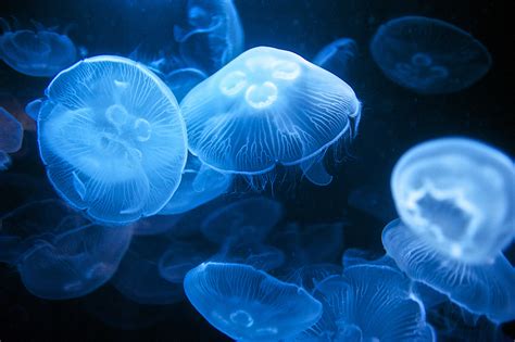 🍌 Auuureliia Onlyfans Leak XxX