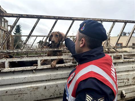 Av KÃ¶peÄŸini Ã‡aldÄ± Ama Jandarmadan KaÃ§amadÄ± {alcseom}