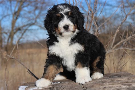 Available Bernedoodle Puppies For Sale