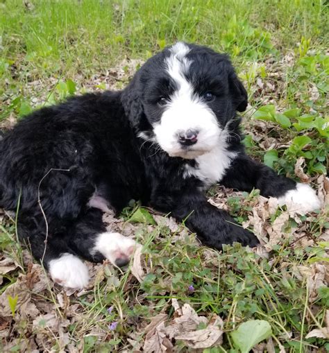 Available Bernedoodle Puppies Mn