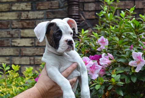 Available Boxer Puppies