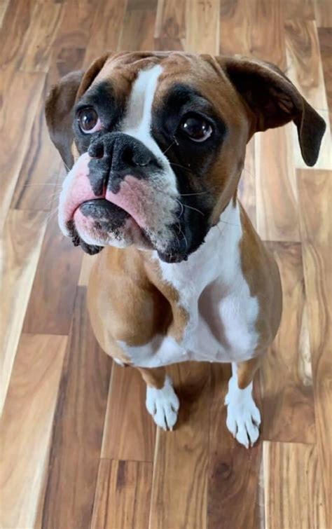 Available Boxer Puppies Near Me