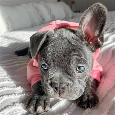 Available French Bulldog Puppies Near Me