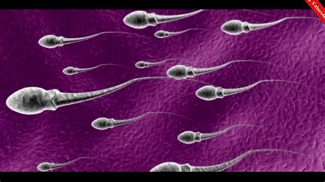 Egg cells are considerably larger than sperm cells because they carry the cytoplasm and organelles necessary for cell division and growth to begin, while sperm cells are basically a cell nucleus and a tail.
