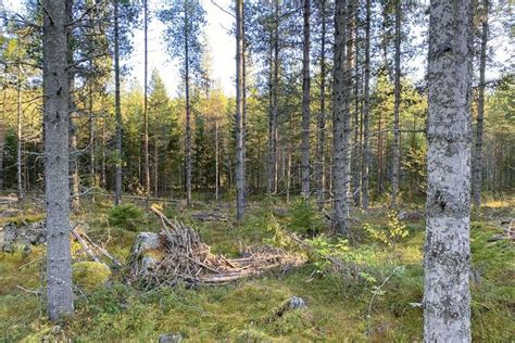 Avdrag skoter skogsfastighet