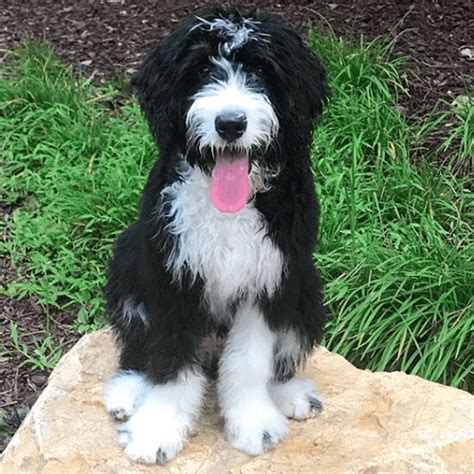 Average Cost Of Bernedoodle Puppies