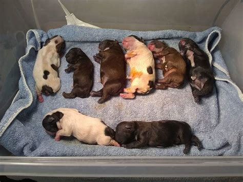 Average Number Of Puppies In French Bulldog Litter