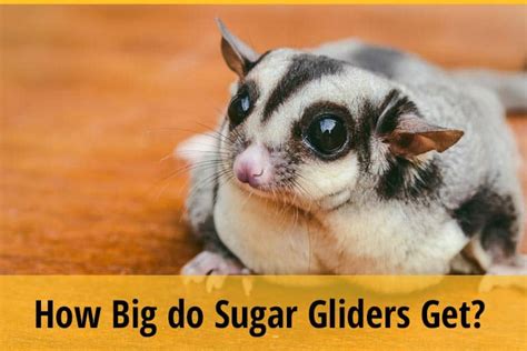 Average lifespan of a sugar glider. Sugar gliders are generally 5 to 12 inches (13 to 30 centimeters) long, with a tail that is 6 to 9 inches (15 to 23 centimeters) long. Their fur is bluish-gray with a pale belly and a dark stripe that runs down the back. Sugar gliders are similar to flying squirrels and have gliding membranes that allow efficient movement. 