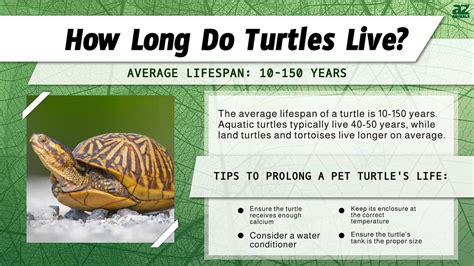 Average lifespan of a turtle. Box Turtle: Lifespan: The average lifespan is almost 50 years, but with proper care or treatment, they can live up to 100 years or more. Most die between the age of 40 years to 50 years. Size: Box turtles grow to an adult size between 4.5 and 6 inches, with the largest recorded box turtle measuring an … 