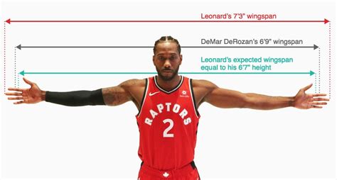 The average wingspan of an adult is 2 inches longer than his height. That being said, if a person is 6 feet tall then his wingspan would be 6 feet 2 inches. On the other hand, in some cases it is different, the measurements of last year’s NBA players had shown an average increase of 4.8 inches.