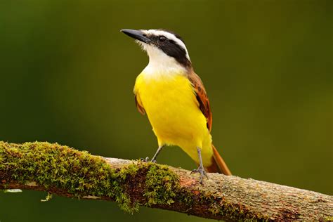 Aves e pássaros comuns do rio de janeiro. - Plan de ordenamiento ambiental para el desarrollo turístico.