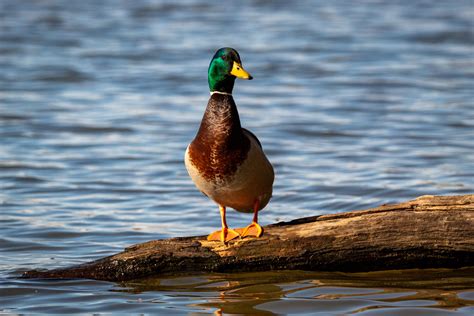 Avian botulism detected at California’s resurgent Tulare Lake, raising concern for migrating birds