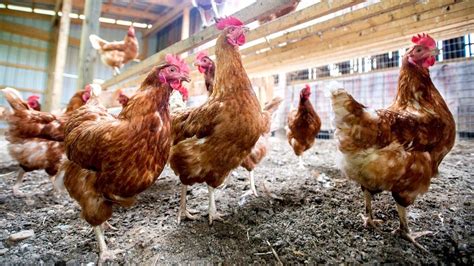 Avian flu: Poultry to be allowed outside in Wales as bird …