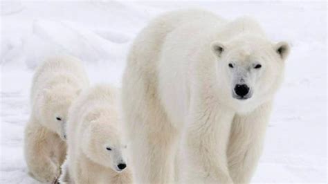 Avian flu feared in Canadian polar bears after disease kills bear in Alaska