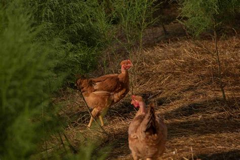 Avian flu found in flock of chickens in Wake County - ABC11 …