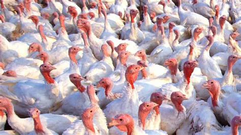 Avian influenza found in Minnesota turkey flock, as the disease makes autumn return