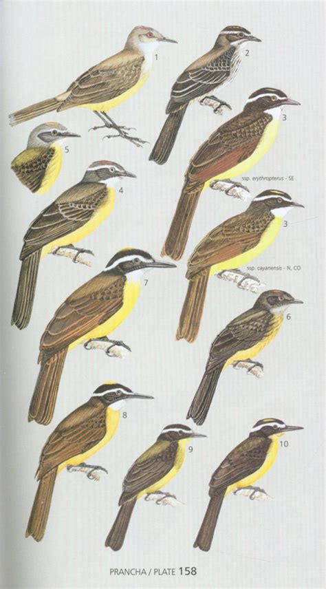 Avifauna brasileira guia de campo avis brasilis the avis brasilis field guide to the birds of brazil. - Saxon math course 1 teacher s manual vol 1.