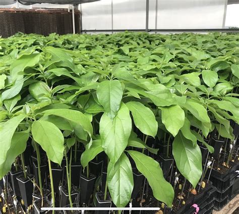 Avocado rootstock varieties.  Clonal rootstocks can overcome some of t...